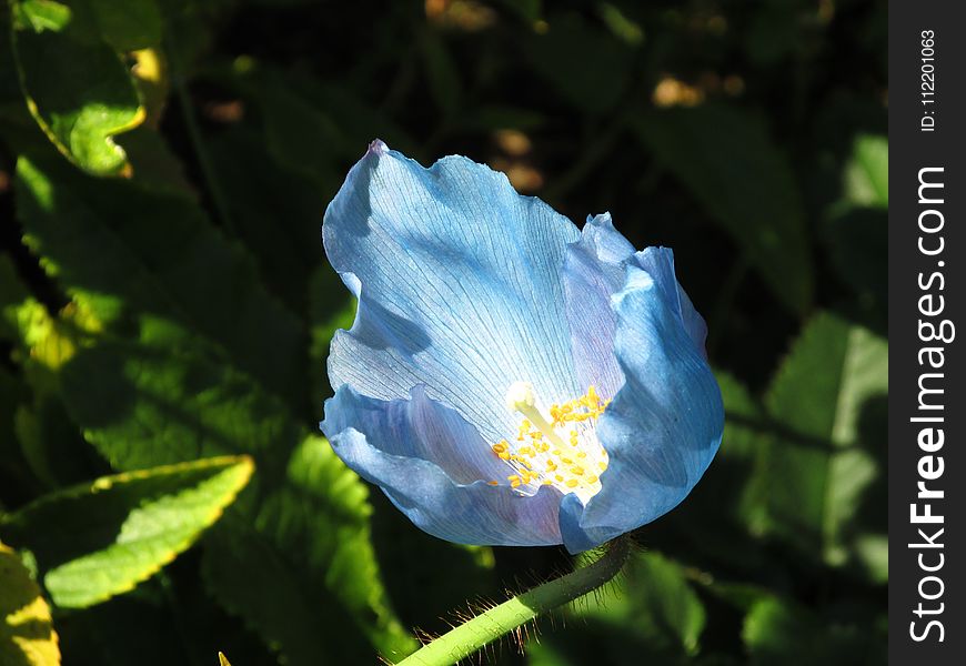 Blue, Flower, Plant, Flowering Plant