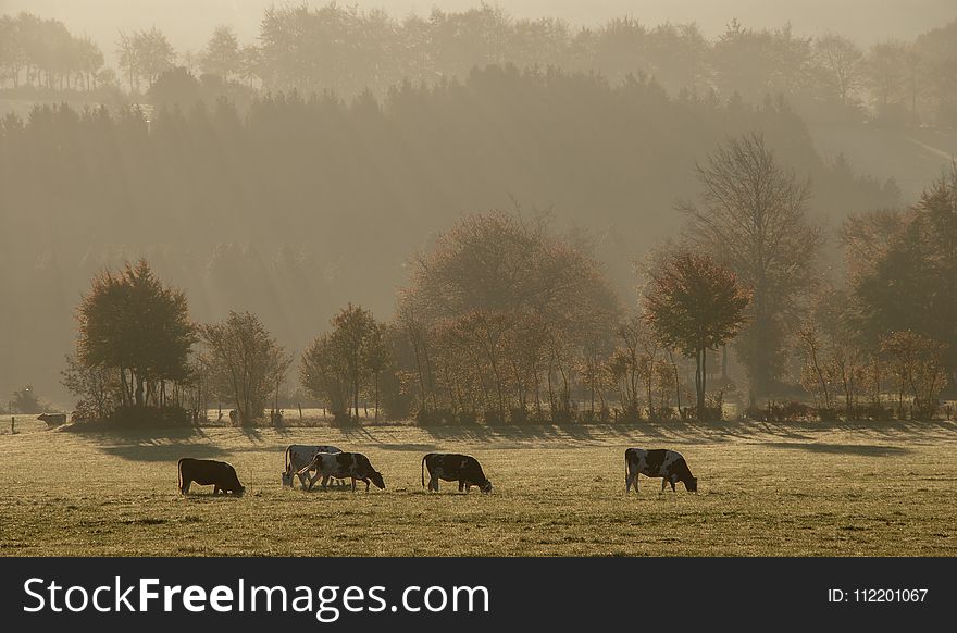 Pasture, Herd, Mist, Grassland