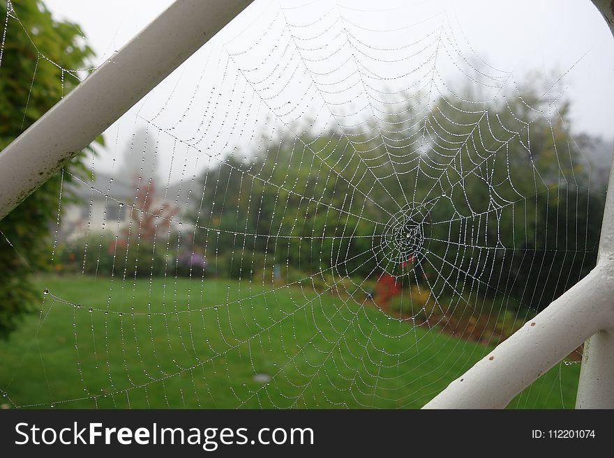 Spider Web, Grass, Tree, Landscape