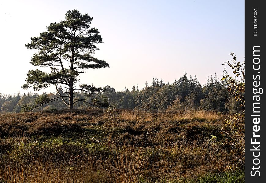 Tree, Ecosystem, Wilderness, Vegetation