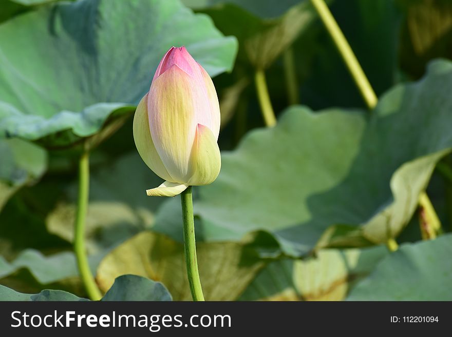 Flower, Lotus, Sacred Lotus, Plant