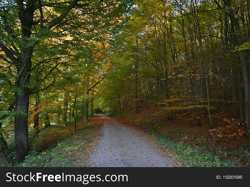 Nature, Woodland, Leaf, Path