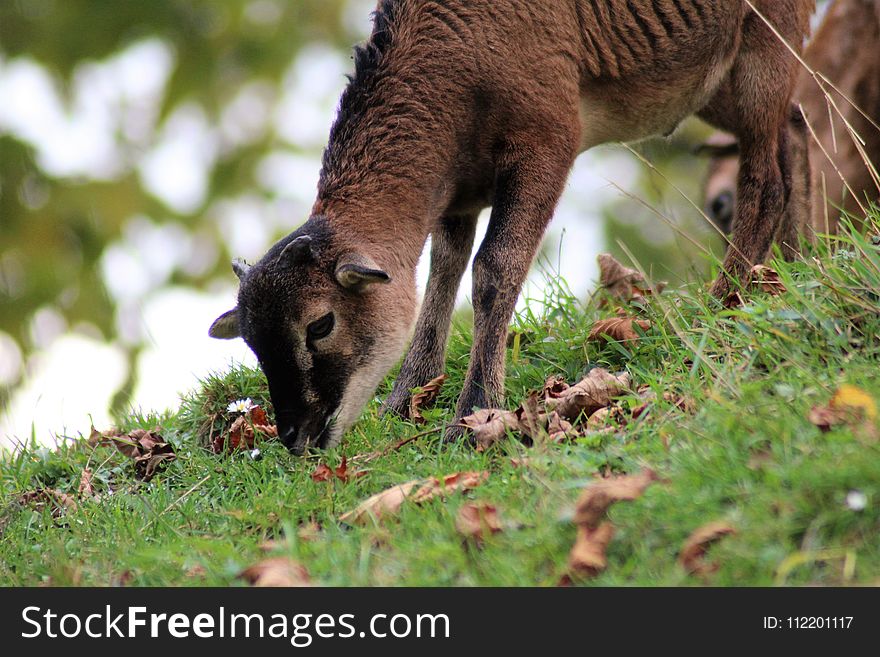 Fauna, Wildlife, Grazing, Grass