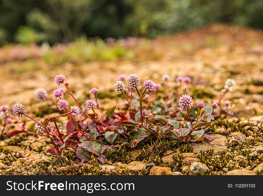 Plant, Flora, Vegetation, Flower