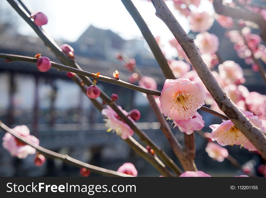 Blossom, Pink, Spring, Branch