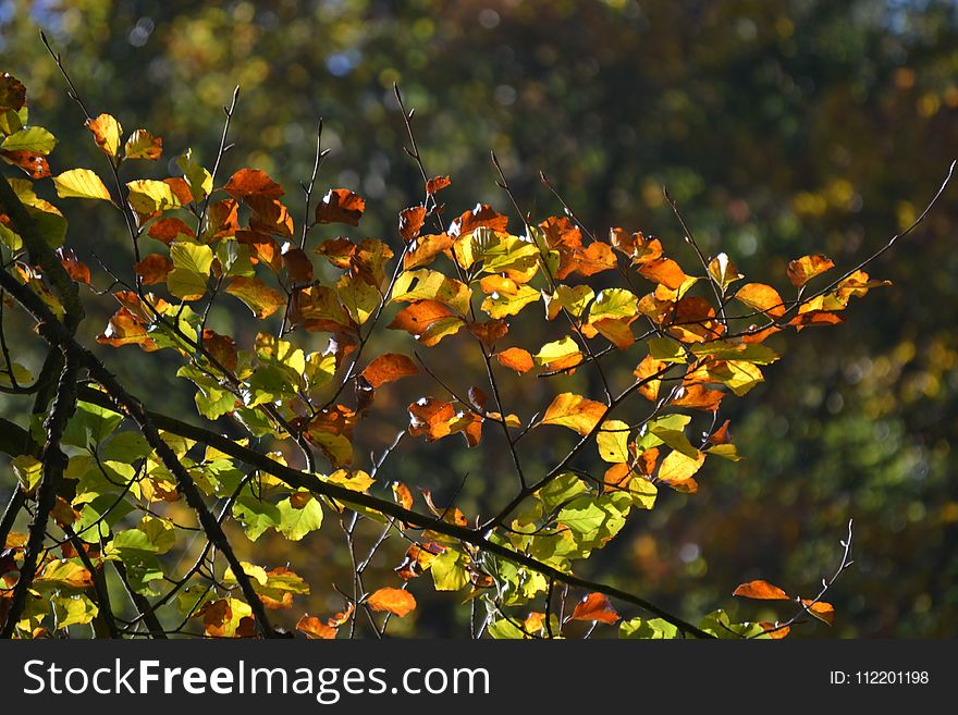 Leaf, Autumn, Vegetation, Deciduous