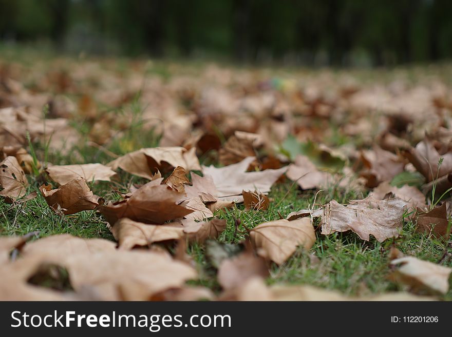 Leaf, Autumn, Grass, Deciduous