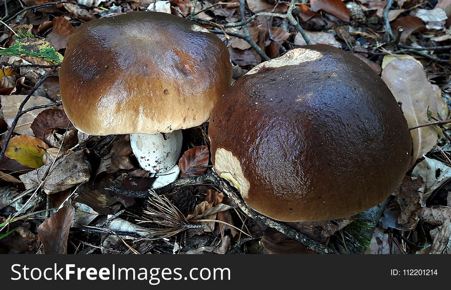 Mushroom, Penny Bun, Fungus, Bolete