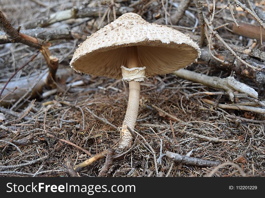 Mushroom, Fungus, Edible Mushroom, Agaricaceae