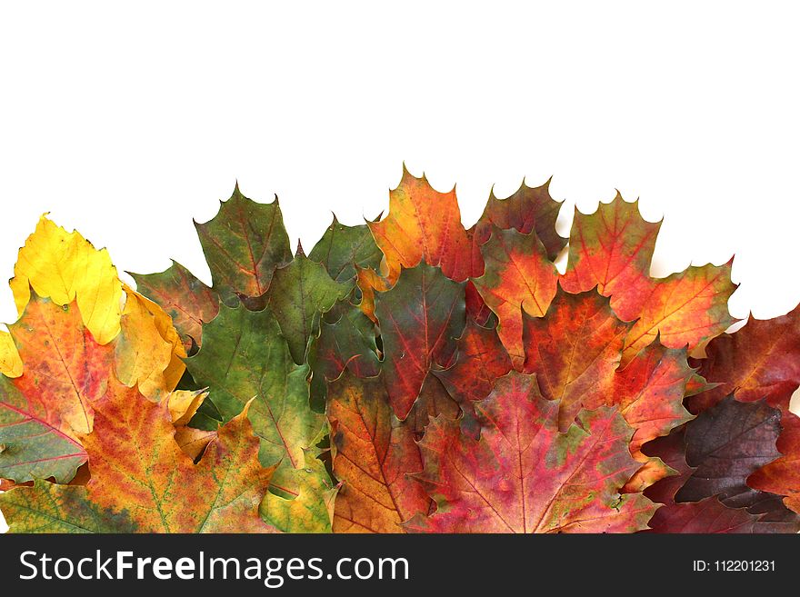 Leaf, Autumn, Maple Leaf, Tree