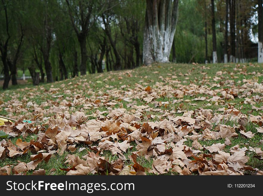 Leaf, Deciduous, Autumn, Tree