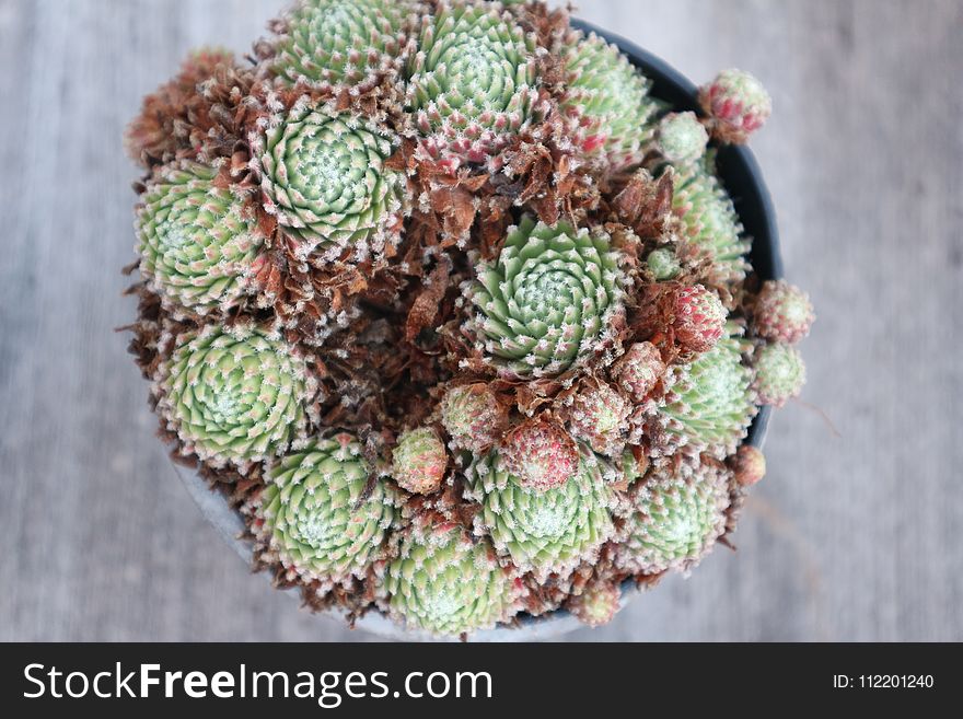 Plant, Flowerpot, Cactus, Stonecrop Family