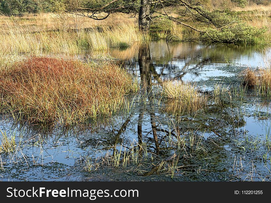 Reflection, Water, Wetland, Swamp