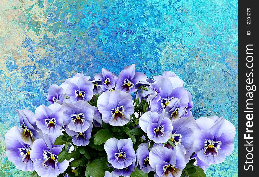 Flower, Blue, Flowering Plant, Plant