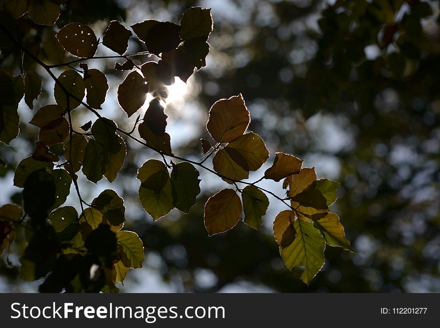 Leaf, Tree, Branch, Deciduous