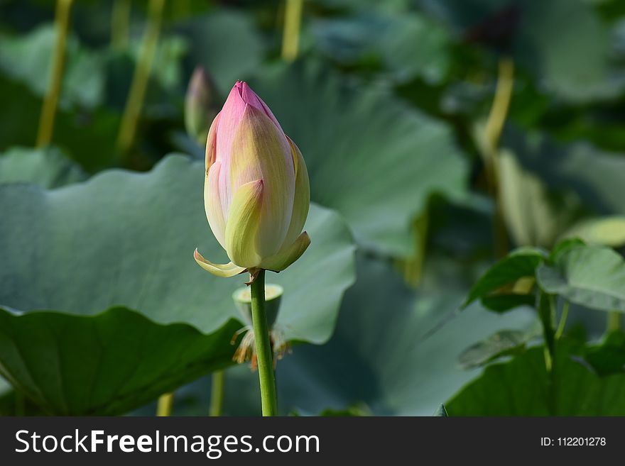 Lotus, Sacred Lotus, Flower, Aquatic Plant