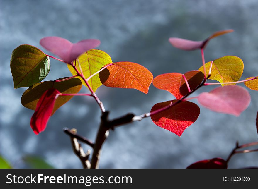 Nature, Leaf, Flora, Flower