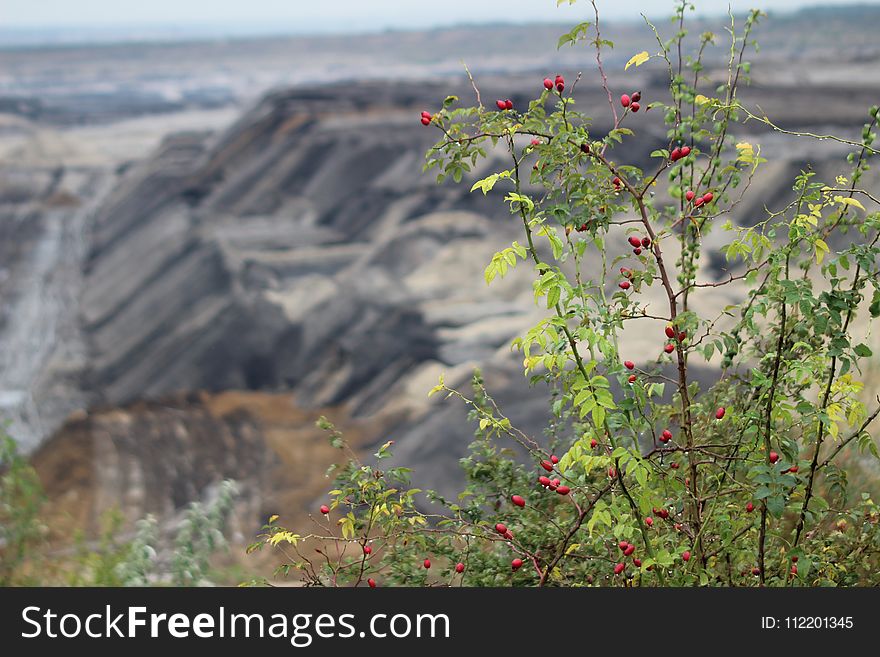 Vegetation, Flora, Leaf, Flower