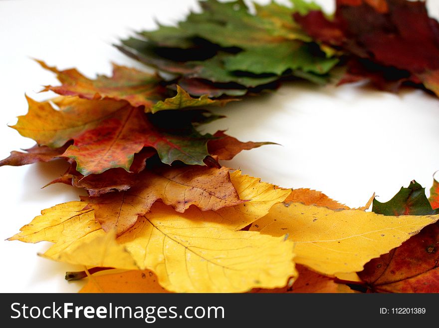Leaf, Autumn, Maple Leaf