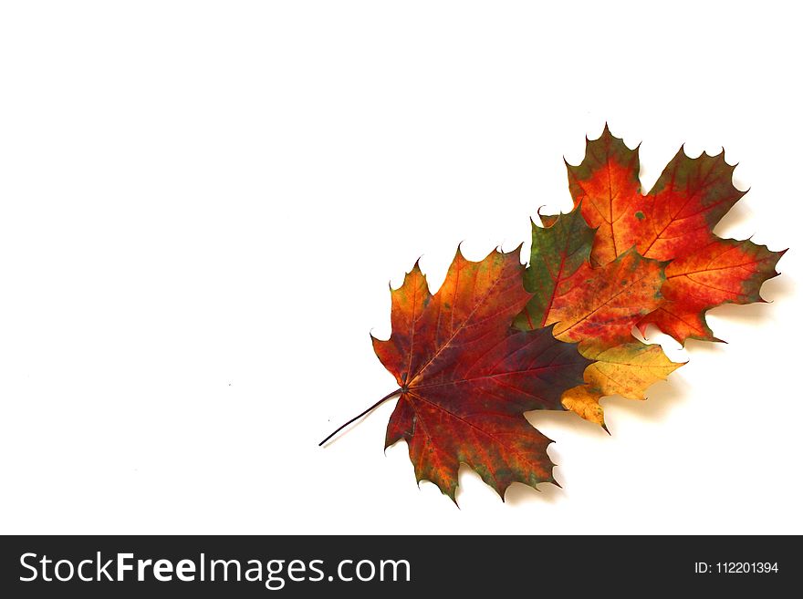 Leaf, Maple Leaf, Tree, Autumn