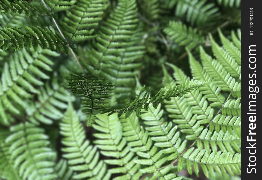 Vegetation, Ferns And Horsetails, Fern, Plant