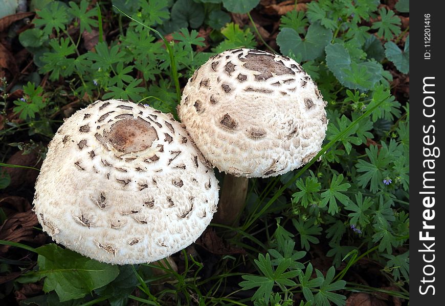 Mushroom, Fungus, Agaricaceae, Edible Mushroom
