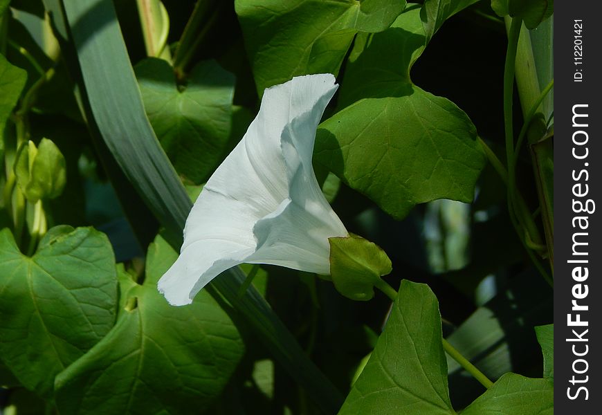 Plant, Flower, Flora, Leaf