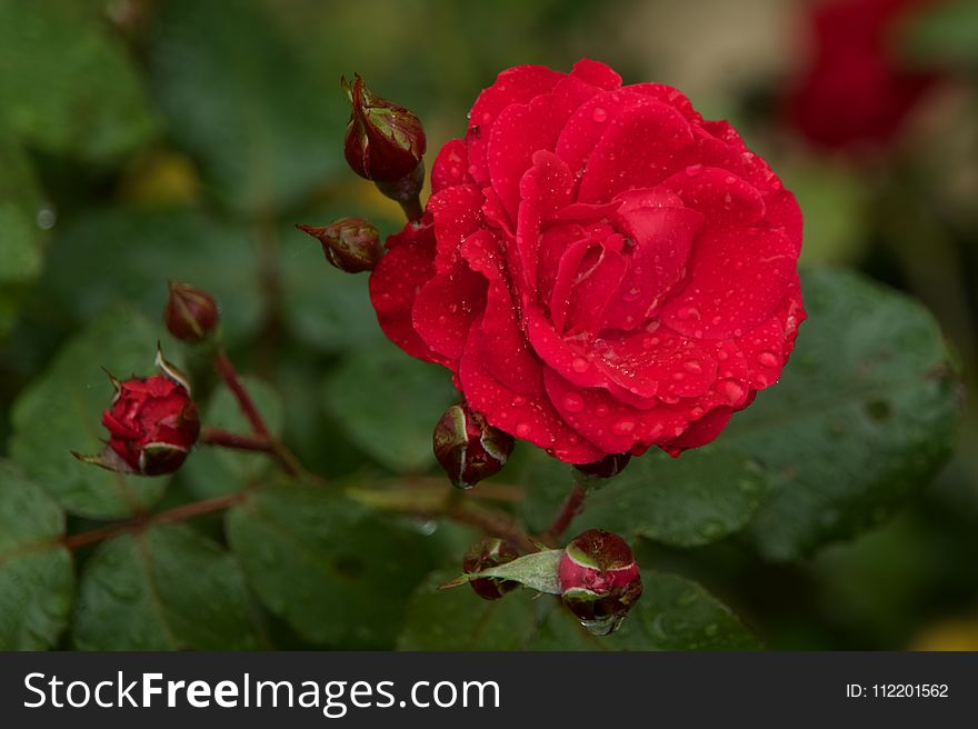 Flower, Rose, Rose Family, Floribunda