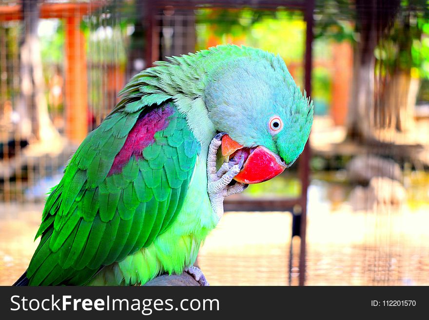 Parrot, Beak, Bird, Fauna