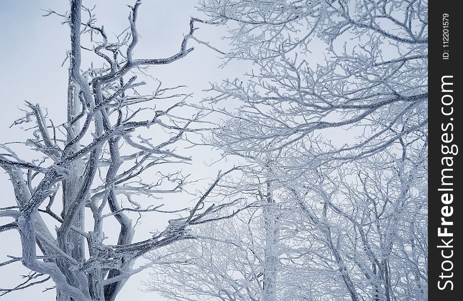 Branch, Tree, Winter, Sky