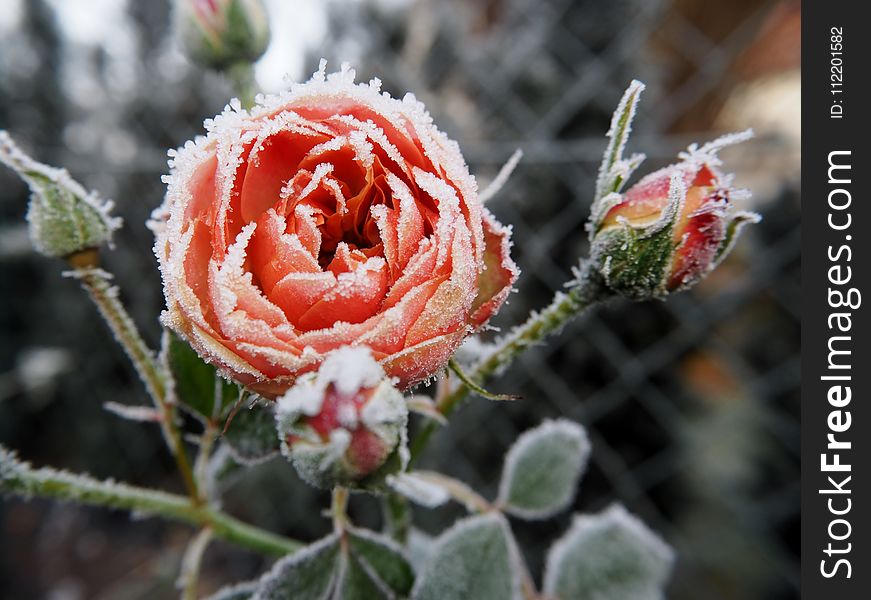 Flora, Flower, Plant, Rose Family