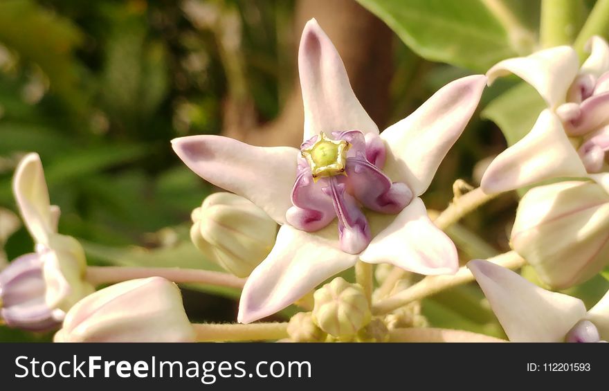 Flower, Flora, Plant, Flowering Plant