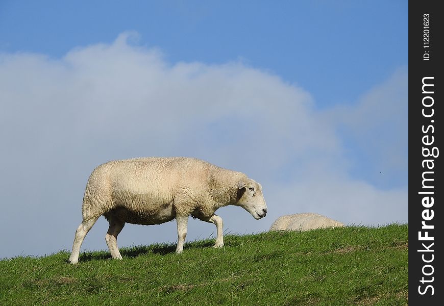 Grassland, Sheep, Ecosystem, Pasture