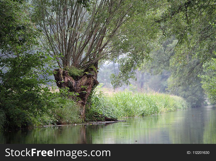 Water, Nature, Riparian Zone, Vegetation