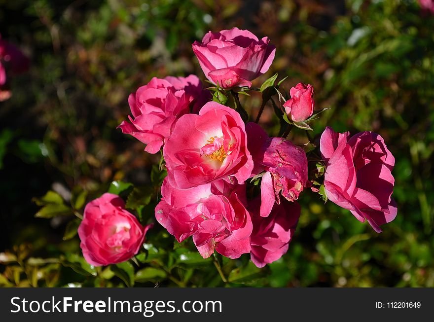 Rose, Rose Family, Flower, Pink