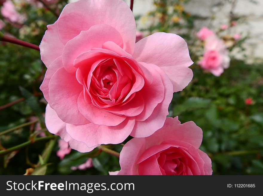 Flower, Rose, Rose Family, Pink