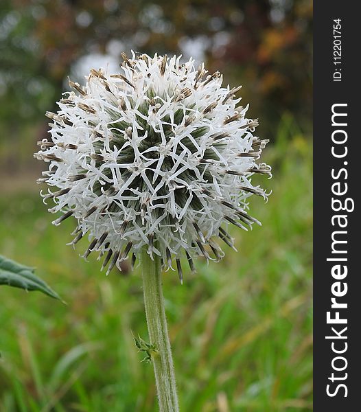 Plant, Flora, Flower, Subshrub