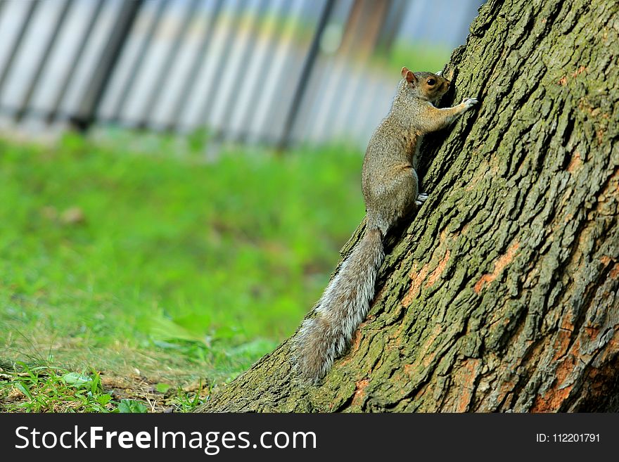 Fauna, Mammal, Tree, Squirrel