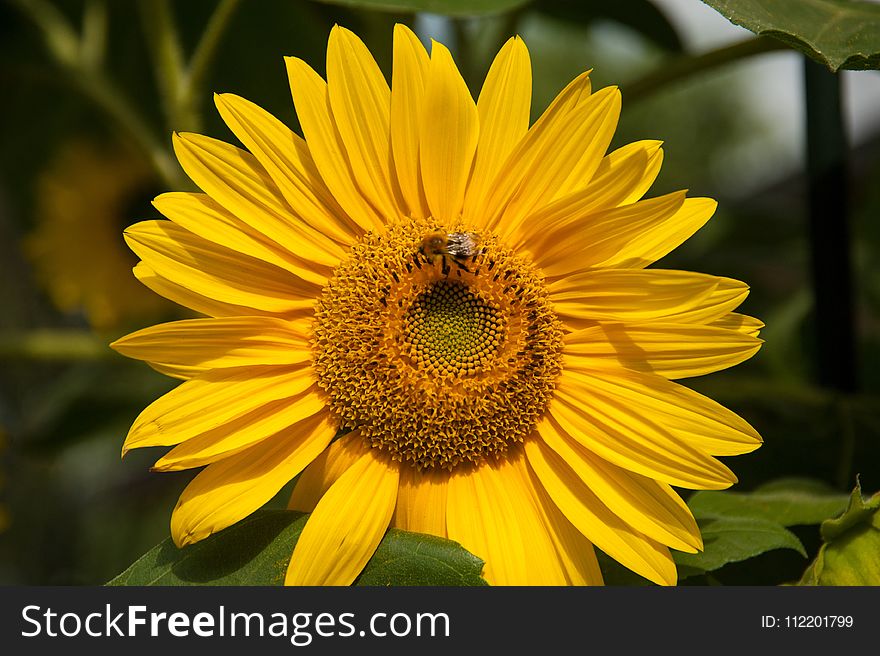 Flower, Sunflower, Yellow, Honey Bee