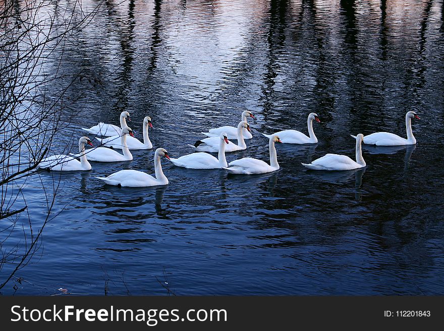 Water, Bird, Reflection, Water Bird