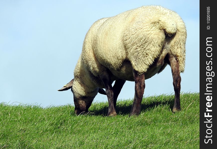 Grazing, Grassland, Pasture, Sheep