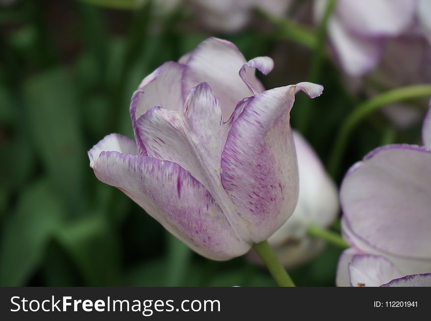 Flower, Plant, Purple, Tulip
