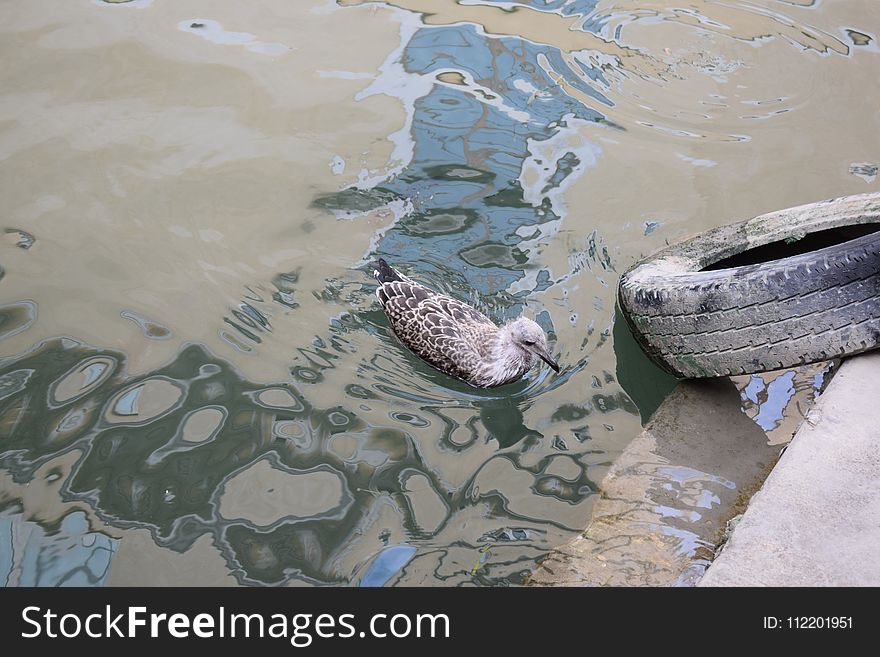 Water, Fauna, Crocodilia