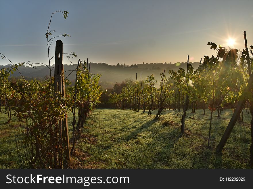 Agriculture, Vineyard, Sky, Field