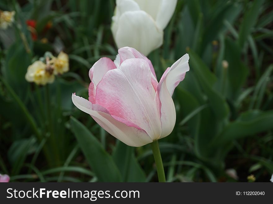 Flower, Plant, Tulip, Flowering Plant