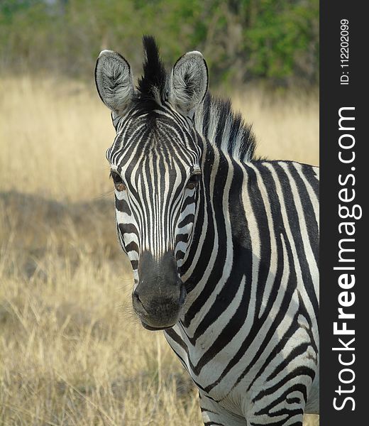 Wildlife, Zebra, Terrestrial Animal, Fauna