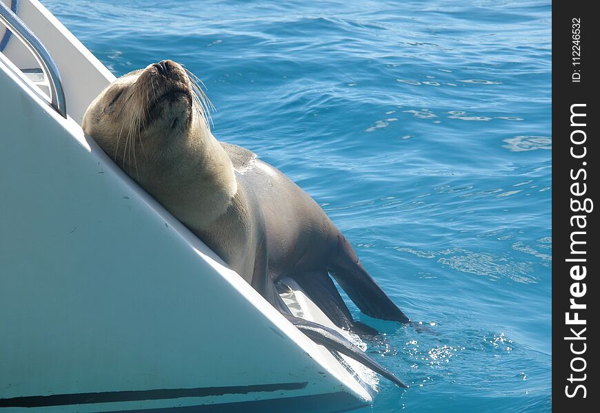 Sealion photo taken in galapakos island