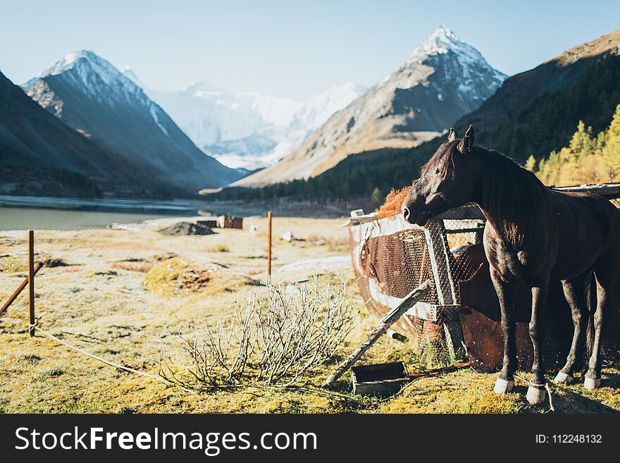 Horse Standing In Altay Mountains