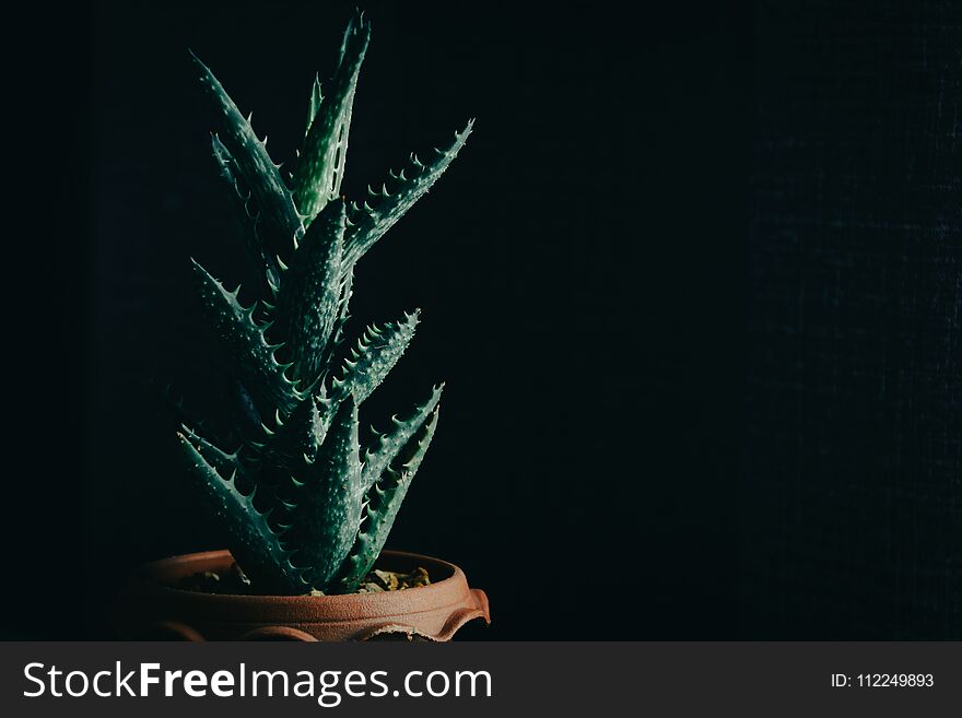 green cactus on table with dark style