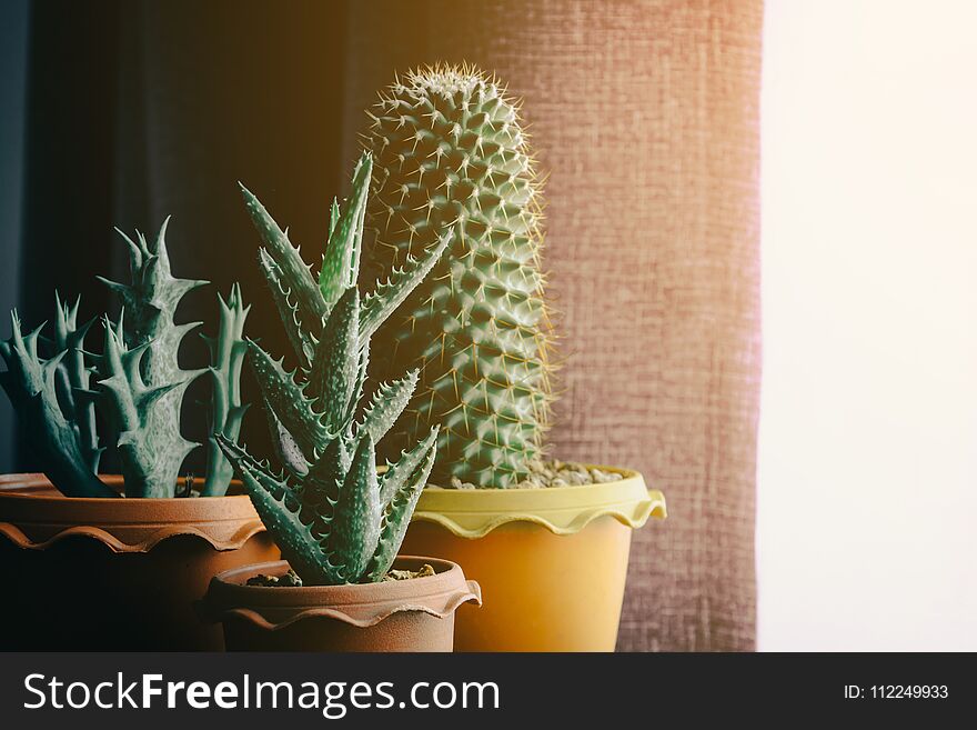green cactus on table with dark style